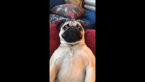 Meet your Posher, Silas